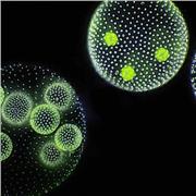 Insegnante di Microbiologia con esperienza pluridecennale in campo professionale offre lezioni di Biologia applicata in vari campi; ambientale, medico, farmaceutico, cosmetico, alimentare. Possibilità di approfondimento di argomenti monotematici